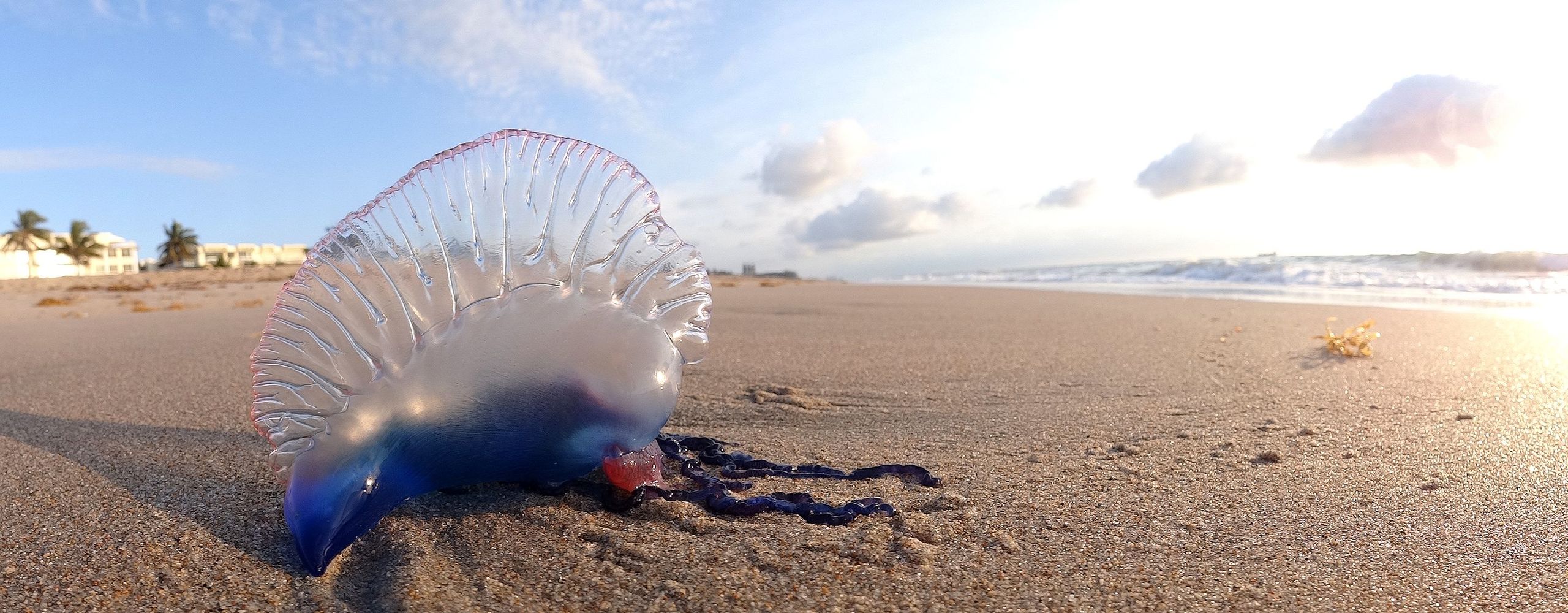 What You Didn’t Know About the  Portuguese Man-o’- war